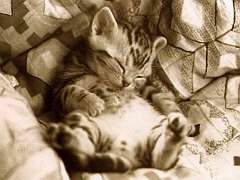 Gatti (88)